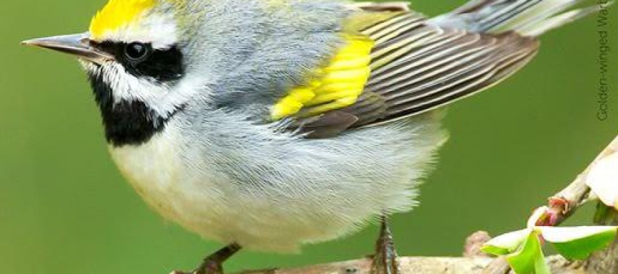 Finding Back The Way To Save Golden-winged Warbler