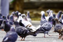 The Long-Term, Ethical Answer To All Your Pigeon Problems